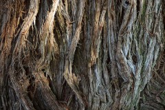 AlanKlughammer.com_20210313-_6102664