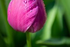 AlanKlughammer.com_20210502-_6102773