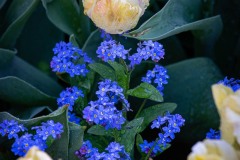 AlanKlughammer.com_20210502-_6102778