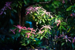 AlanKlughammer.com_20210502-_6102790