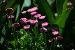 AlanKlughammer.com_20210502-_6102806