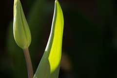 AlanKlughammer.com_20210502-_6102809