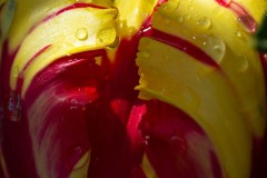 AlanKlughammer.com_20210502-_6102909