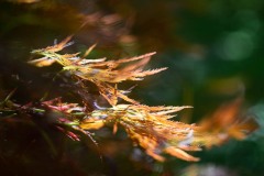 Japanese brushstokes