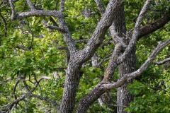 AlanKlughammer.com_20210508-_AK56462