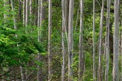 AlanKlughammer.com_20210508-_AK56487