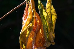 AlanKlughammer.com_20210802-_6103018