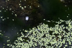 AlanKlughammer.com_20210922-_AK57240