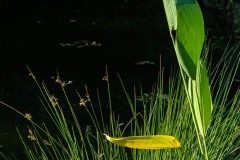 AlanKlughammer.com_20210923-_AK57269