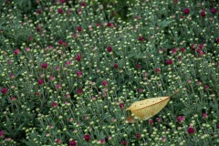 AlanKlughammer.com_20210923-_AK57328