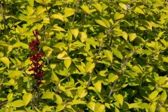 AlanKlughammer.com_20210923-_AK57396