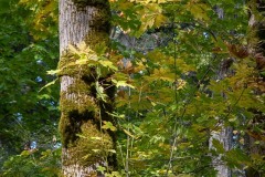 AlanKlughammer.com_20211011-_AK57529