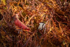 AlanKlughammer.com_20211011-_AK57554