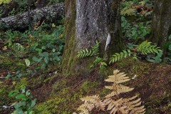 AlanKlughammer.com_20211013-_AK57672-Edit