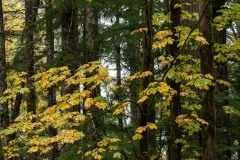 AlanKlughammer.com_20211013-_AK57677