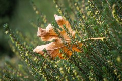 AlanKlughammer.com_20211024-_AK57739