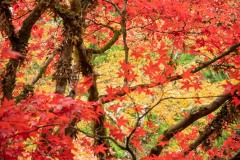 AlanKlughammer.com_20211024-_AK57790