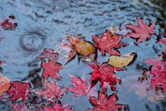 AlanKlughammer.com_20211024-_AK57803