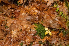 AlanKlughammer.com_20211107-_AK57815