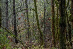 AlanKlughammer.com_20211107-_AK57820-HDR