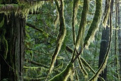 AlanKlughammer.com_20211205-20211205-_AK57861
