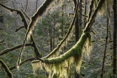 AlanKlughammer.com_20211205-_AK57859