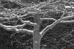 AlanKlughammer.com_20211228-_AK58064