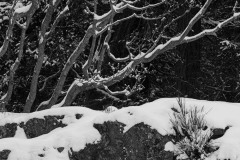 AlanKlughammer.com_20211228-_AK58079