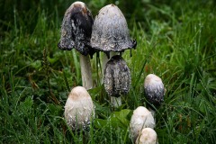 Mushroom Dew