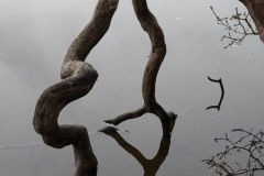 AlanKlughammer.com_20210116-_AK55757
