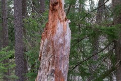 AlanKlughammer.com_20210123-_6102554
