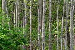 AlanKlughammer.com_20210508-_AK56487