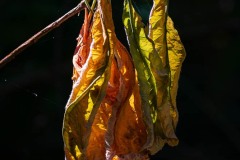 AlanKlughammer.com_20210802-_6103018