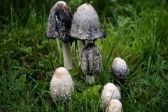 Mushrooms