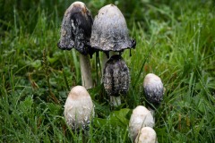 Mushrooms