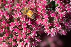 AlanKlughammer.com_20210923-_AK57348
