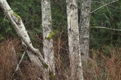 AlanKlughammer.com_20230102-_8501845
