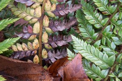 AlanKlughammer.com_20230117-_AK50841