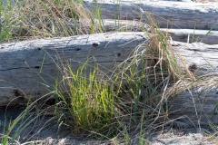 AlanKlughammer.com_20230429-_AKP0040