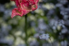 AlanKlughammer.com_20230507-_8503414