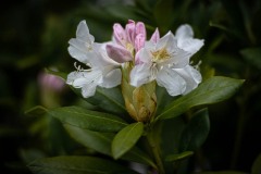 AlanKlughammer.com_20230507-_8503418