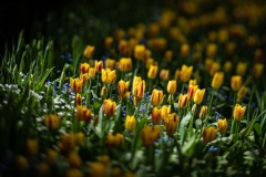 AlanKlughammer.com_20230507-_8503439