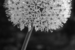 AlanKlughammer.com_20230527-_8503598