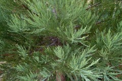 AlanKlughammer.com_20230711-_AKP0266