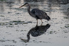 AlanKlughammer.com_20230916-_8504359