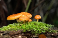 AlanKlughammer.com_20231014-_8504444