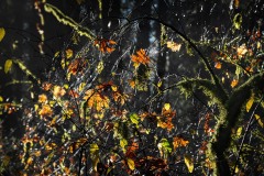 AlanKlughammer.com_20231113-_8504563-Edit
