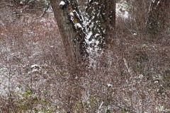 AlanKlughammer.com_20240118-_AKP0776