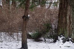 AlanKlughammer.com_20240118-_AKP0786