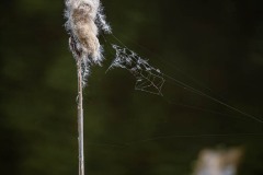 AlanKlughammer.com_20240403-_8505151